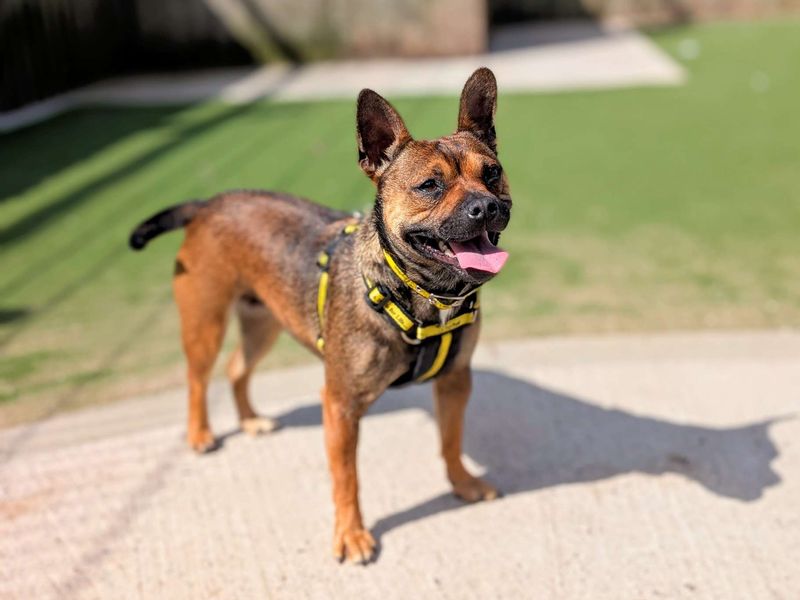 French Bulldog for adoption in Cardiff, Glamorgan – 1 year old - Image 7 of 10