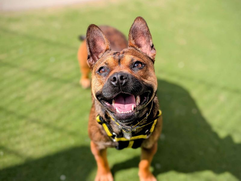 French Bulldog for adoption in Cardiff, Glamorgan – 1 year old - Image 5 of 10