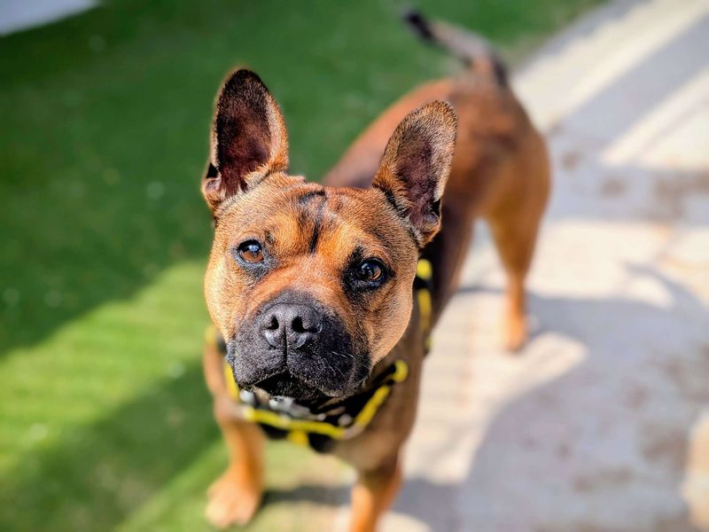 French Bulldog for adoption in Cardiff, Glamorgan – 1 year old - Image 10 of 10
