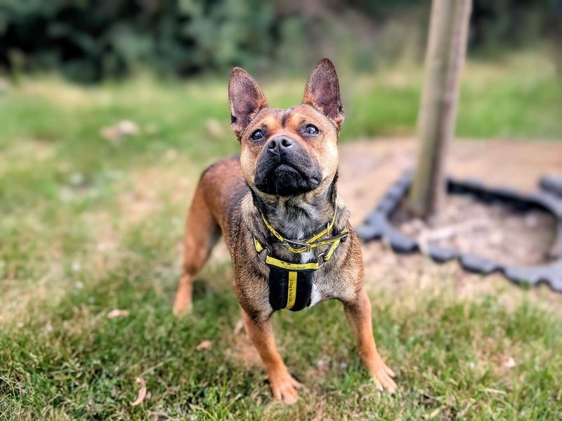 French Bulldog for adoption in Cardiff, Glamorgan – 1 year old - Image 2 of 10