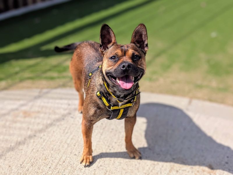 French Bulldog for adoption in Cardiff, Glamorgan – 1 year old - Image 8 of 10