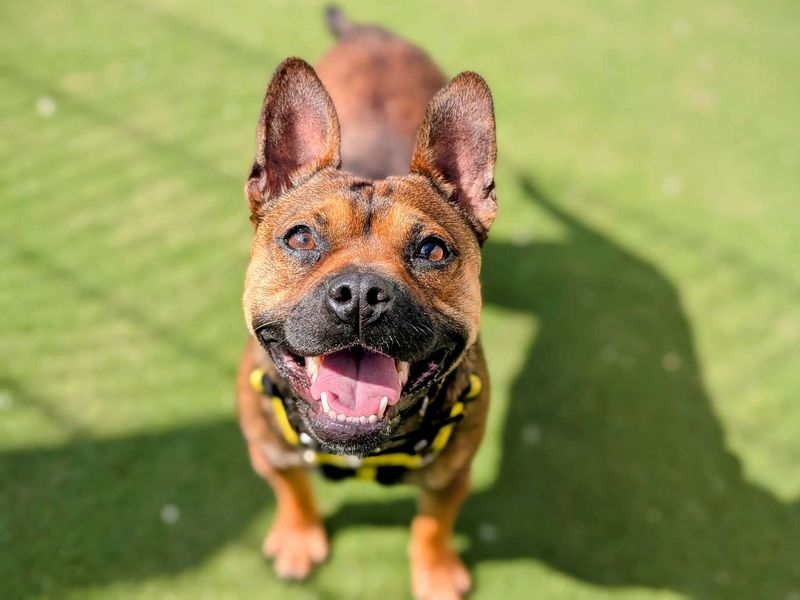 French Bulldog for adoption in Cardiff, Glamorgan – 1 year old - Image 3 of 10