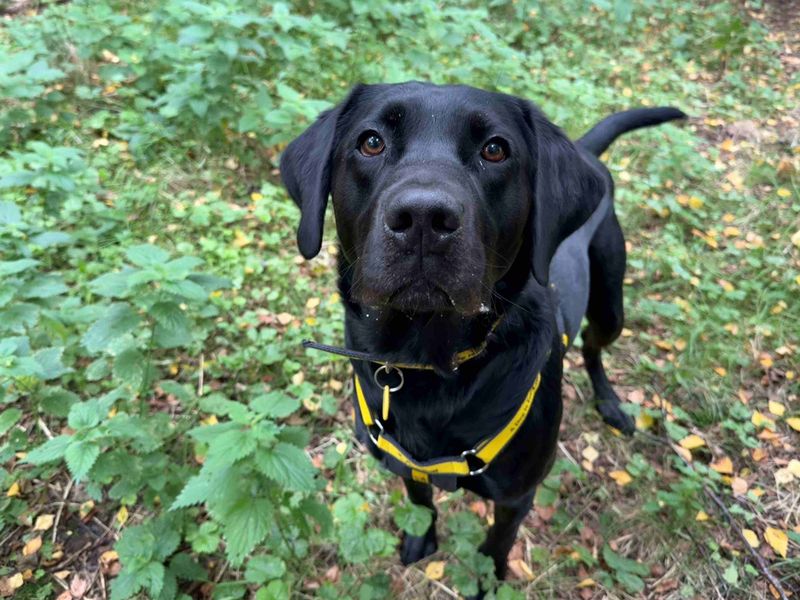 Zorro, a 4 years old male Labrador available for adoption from Dogs Trust in West Calder, Edinburgh