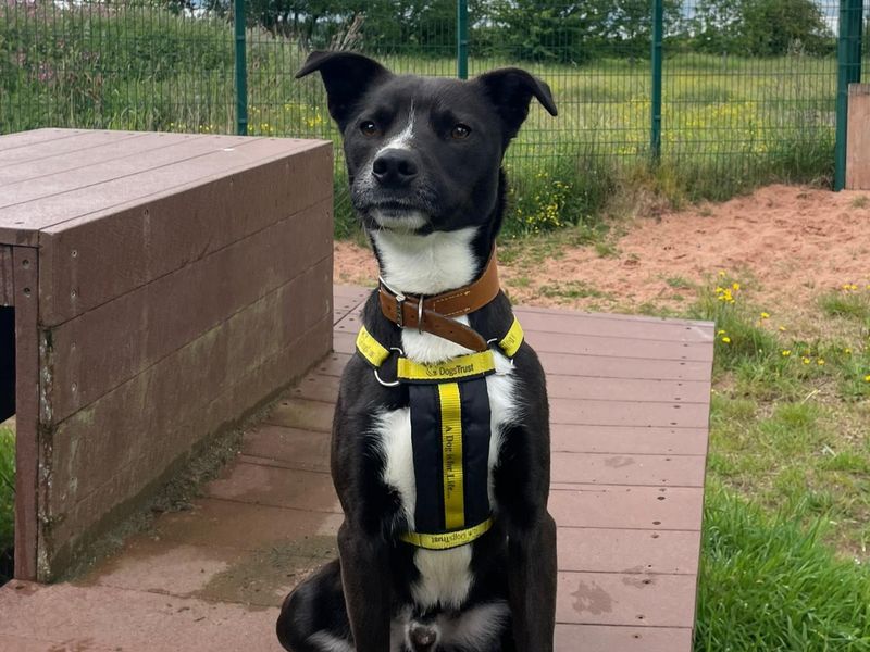 Apollo for sale in Telford, Shropshire