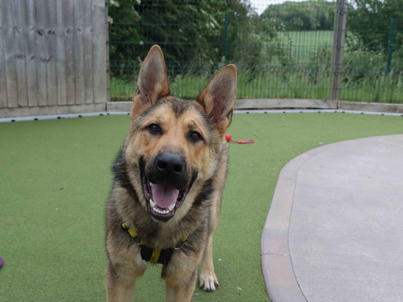German Shepherd for adoption in Evesham, Worcestershire – 1 year old - Image 2 of 2