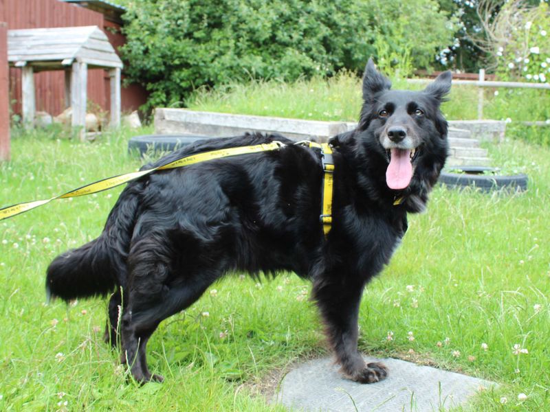 Border Collie for adoption in Newbury, Berks – 7 years old