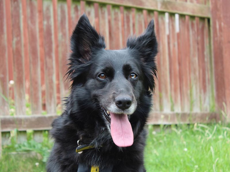 Border Collie for adoption in Newbury, Berks – 7 years old - Image 3 of 5