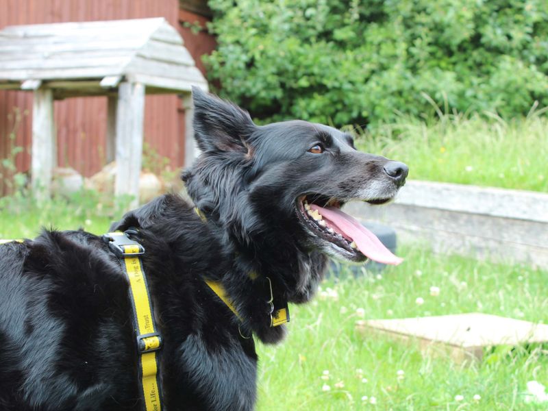 Border Collie for adoption in Newbury, Berks – 7 years old - Image 2 of 5