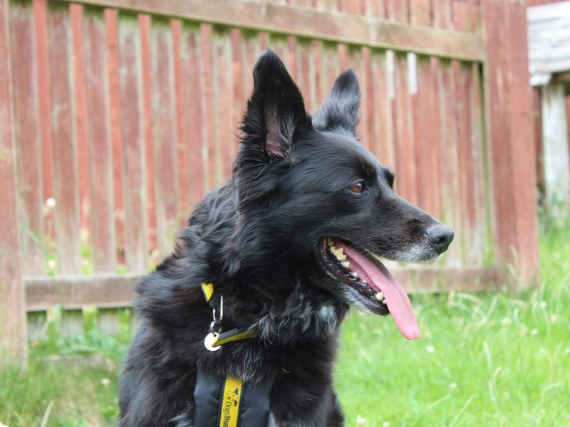 Border Collie for adoption in Newbury, Berks – 7 years old - Image 5 of 5