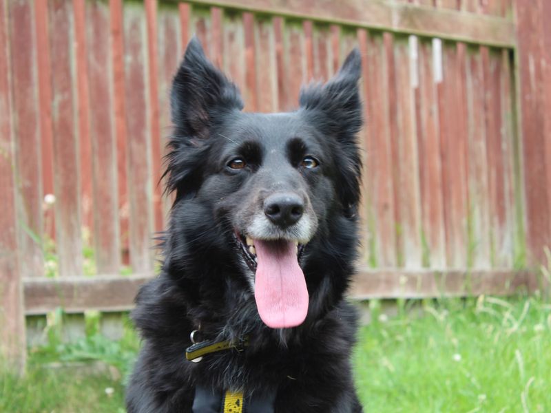 Border Collie for adoption in Newbury, Berks – 7 years old - Image 4 of 5