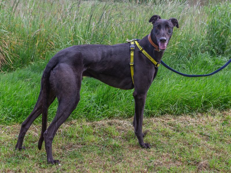Maestro for sale in Wymeswold, Leicestershire - Image 3