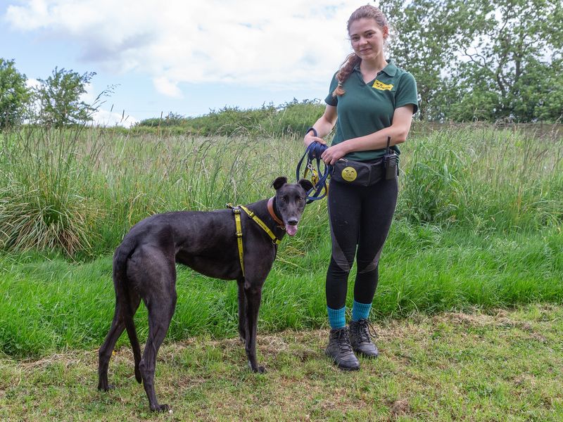 Maestro for sale in Wymeswold, Leicestershire