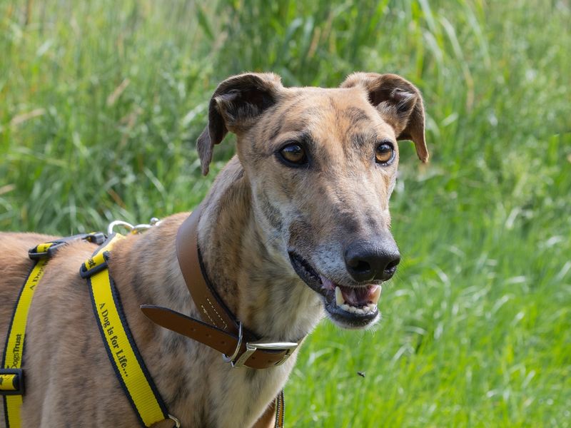 Gaston for sale in Wymeswold, Leicestershire
