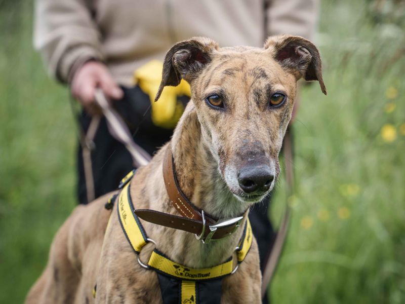Gaston | Greyhound | Loughborough - 1