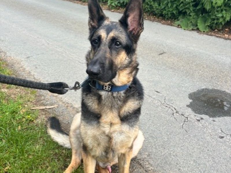Colin | German Shepherd Dog | Snetterton (Norfolk) - 1