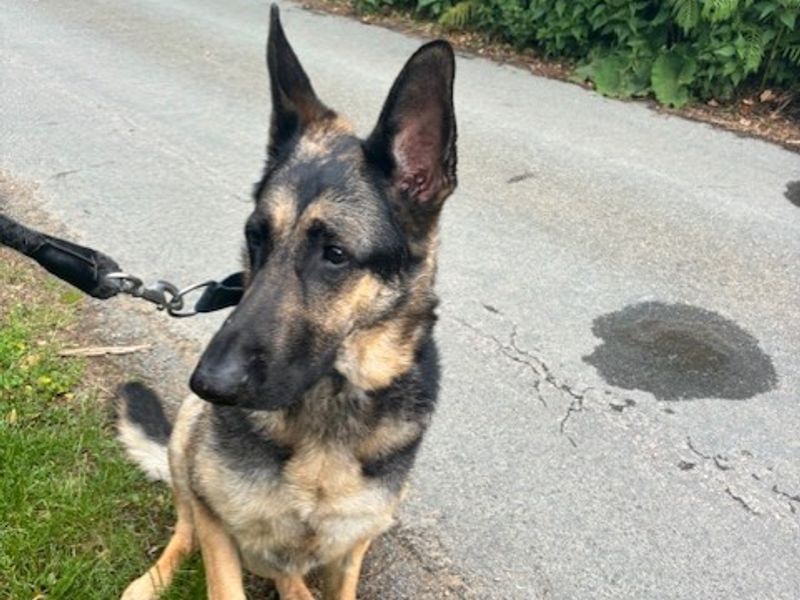 German Shepherd for adoption in Snetterton, Norfolk – 6 years old - Image 2 of 2