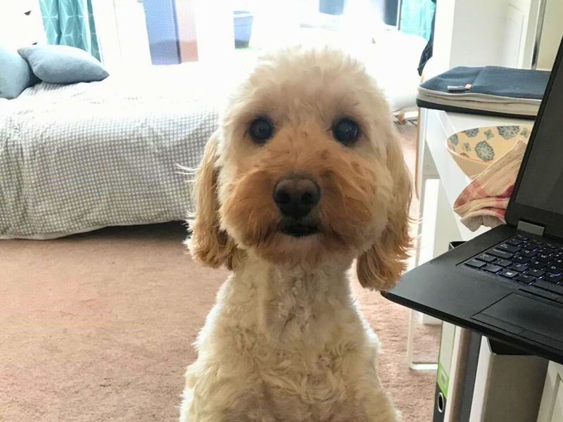 Cocker Spaniel for adoption in Newton Tony, Wiltshire – 7 years old