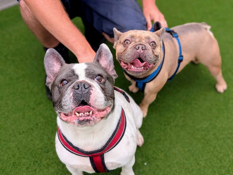 Hugo and Louis for sale in Cardiff, Glamorgan - Image 6