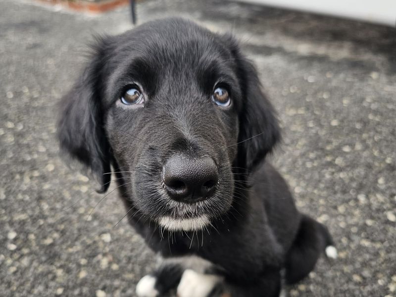 Border Collie for adoption in Ballymena, Co Antrim – 12 weeks old - Image 4 of 6