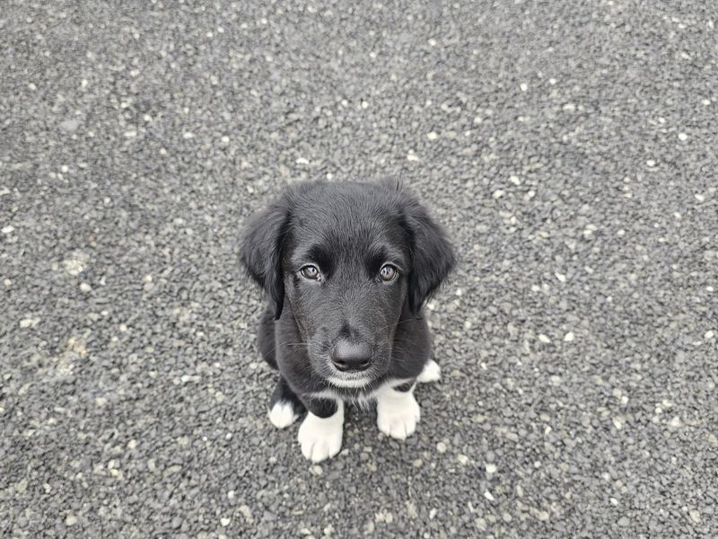 Border Collie for adoption in Ballymena, Co Antrim – 12 weeks old