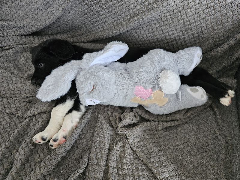 Border Collie for adoption in Ballymena, Co Antrim – 12 weeks old - Image 2 of 6