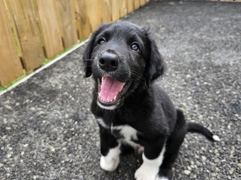 Border Collie for adoption in Ballymena, Co Antrim – 12 weeks old - Image 5 of 6