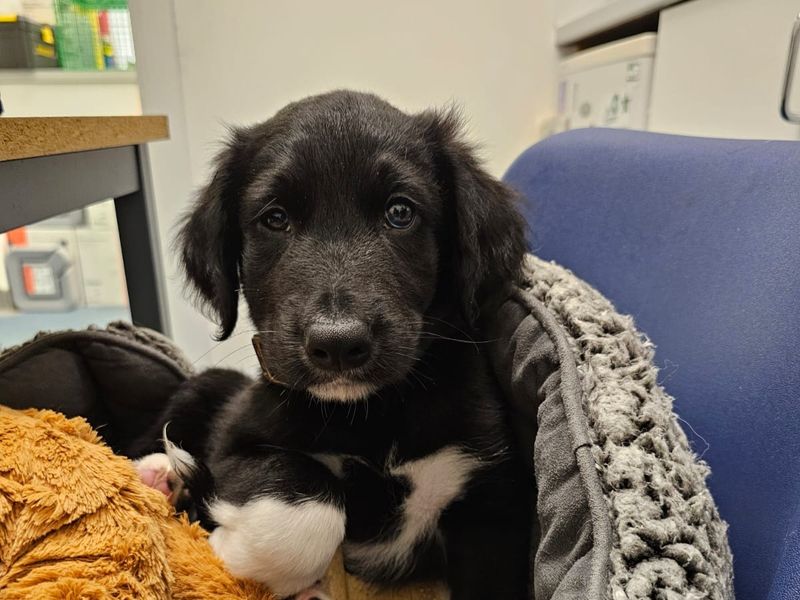 Border Collie for adoption in Ballymena, Co Antrim – 12 weeks old - Image 6 of 6