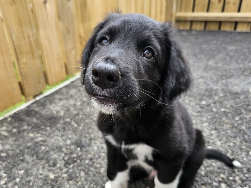 Border Collie for adoption in Ballymena, Co Antrim – 12 weeks old - Image 3 of 6