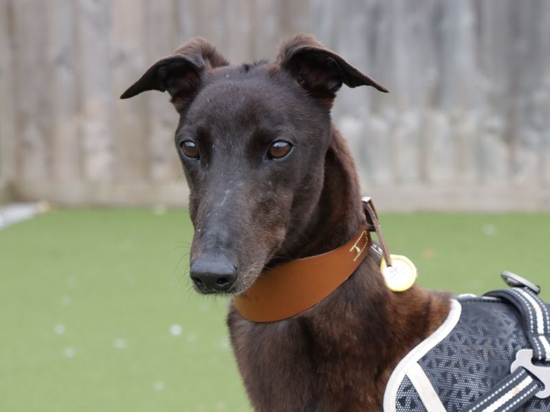 Lilo for sale in Evesham, Worcestershire