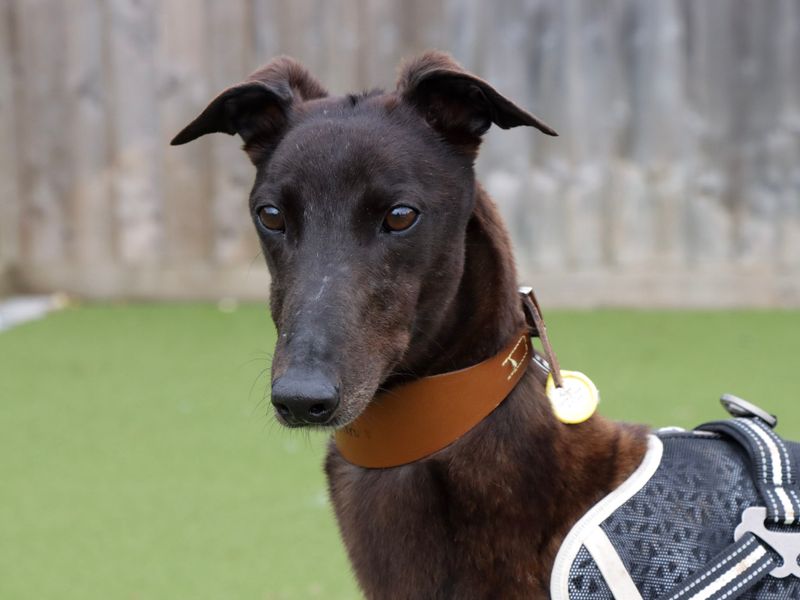 Lilo | Greyhound | Evesham (Worcestershire) - 1