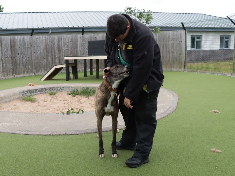 Tigger for sale in Evesham, Worcestershire