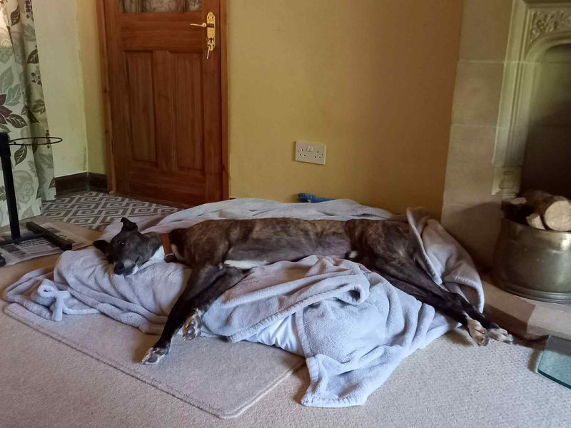 Tigger | Greyhound | Evesham (Worcestershire) - 1