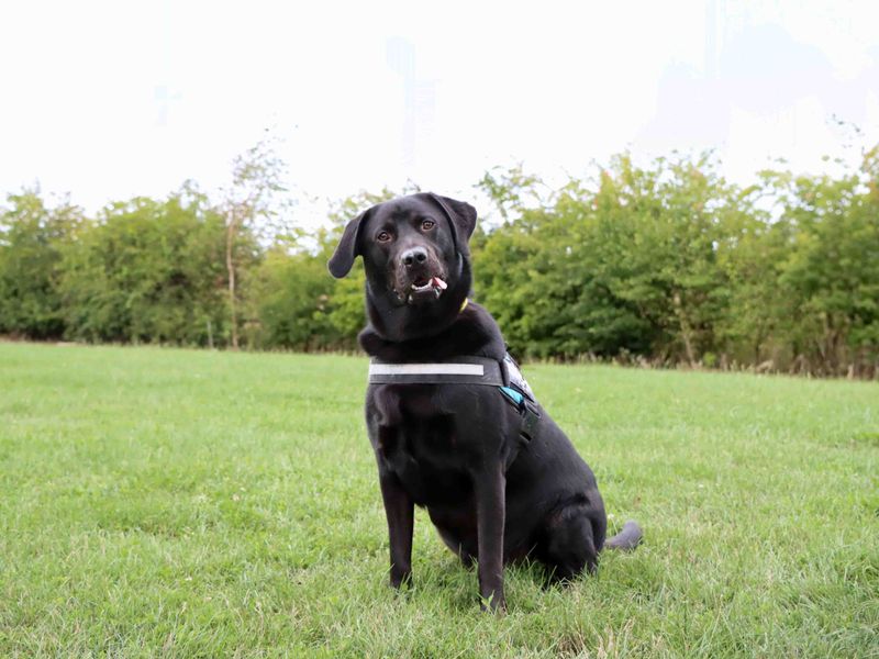 German Shepherd for adoption in Sadberge, Co Durham – 1 year old