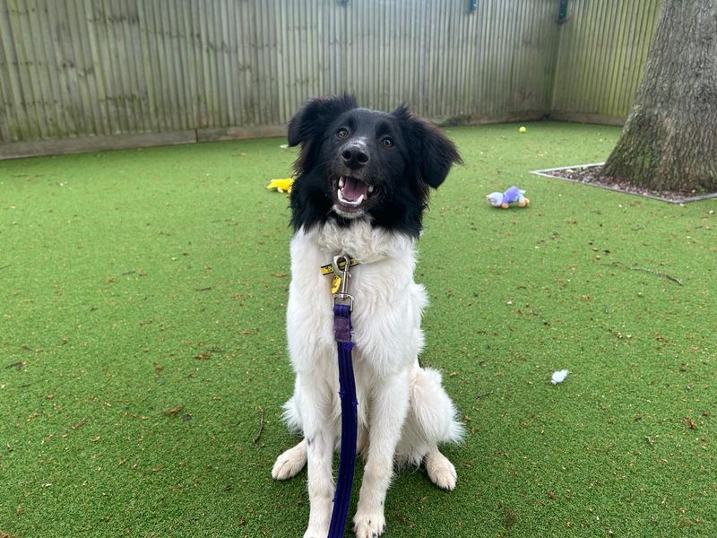 Heidi | Collie (Border) Cross | Canterbury - 1