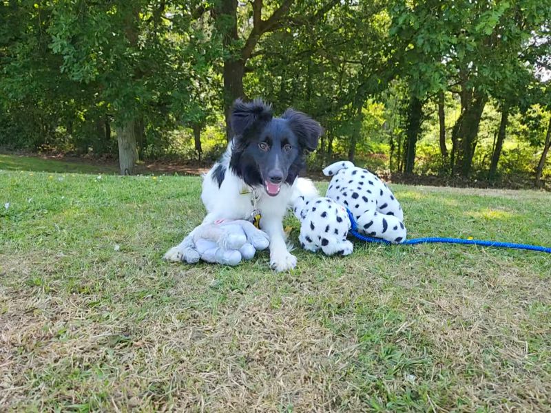 Heidi | Collie (Border) Cross | Canterbury - 1