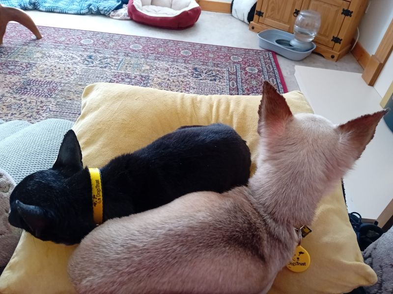 Chihuahua for adoption in Ballymena, Co Antrim – 8 years old