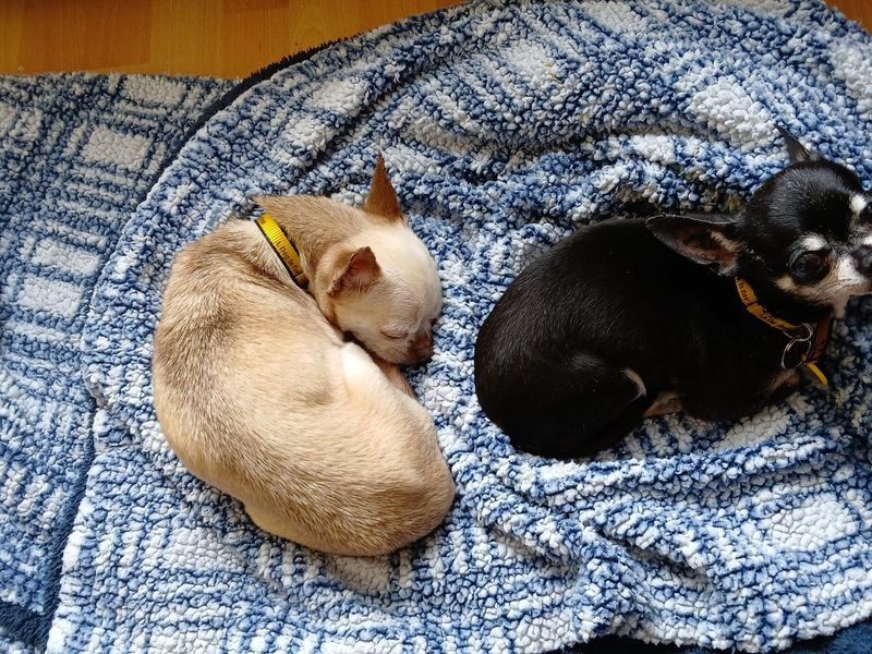 Chihuahua for adoption in Ballymena, Co Antrim – 8 years old - Image 3 of 3