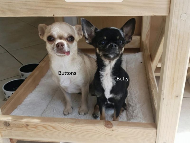 Chihuahua for adoption in Ballymena, Co Antrim – 8 years old