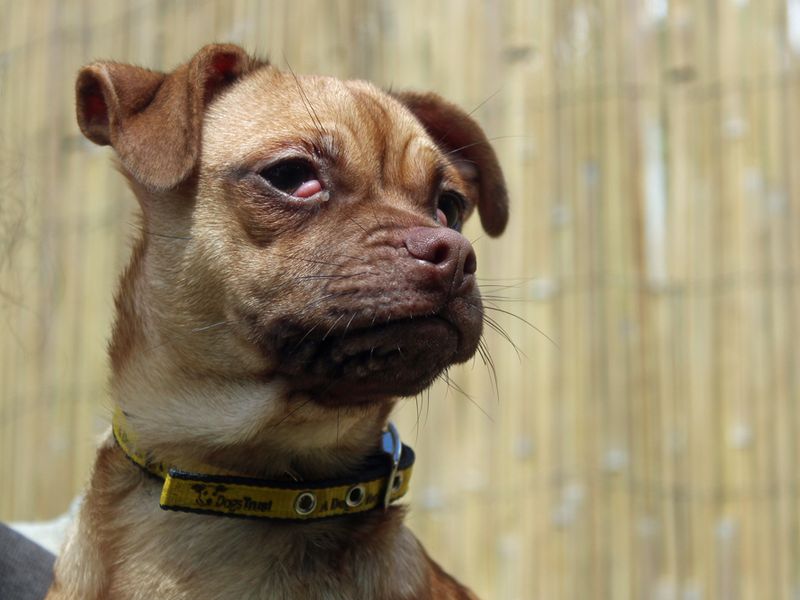 Bumble for sale in Liverpool, Merseyside | Image 3