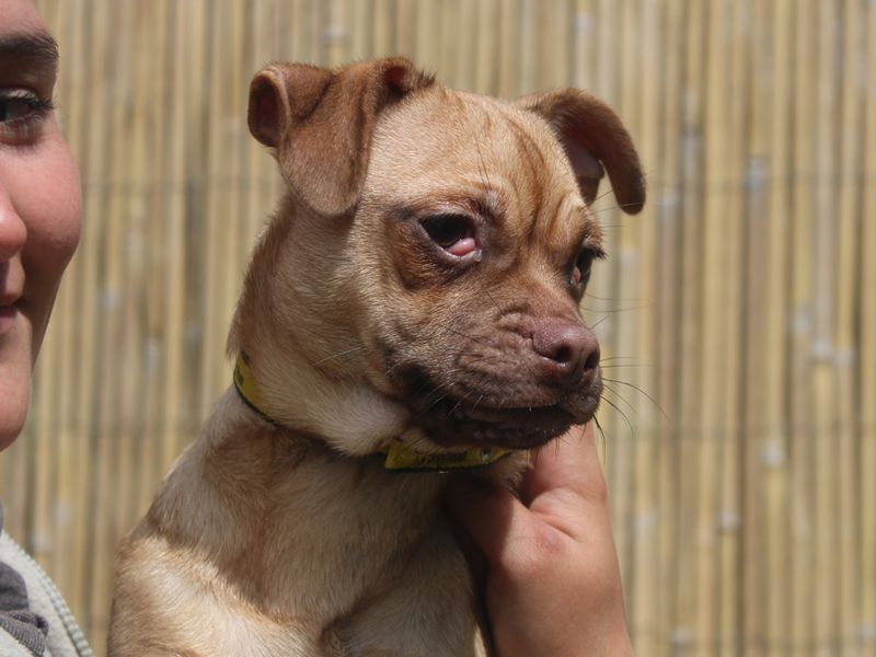 Bumble for sale in Liverpool, Merseyside | Image 2