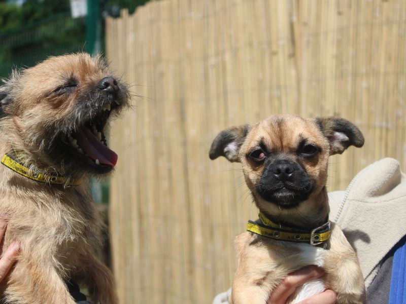 Momo for sale in Liverpool, Merseyside - Image 2