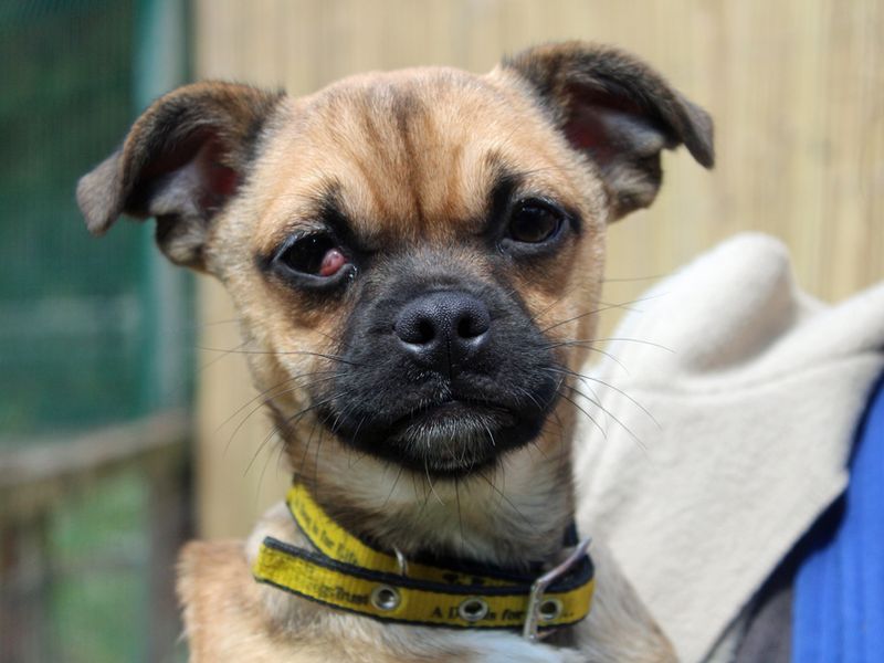 Momo for sale in Liverpool, Merseyside