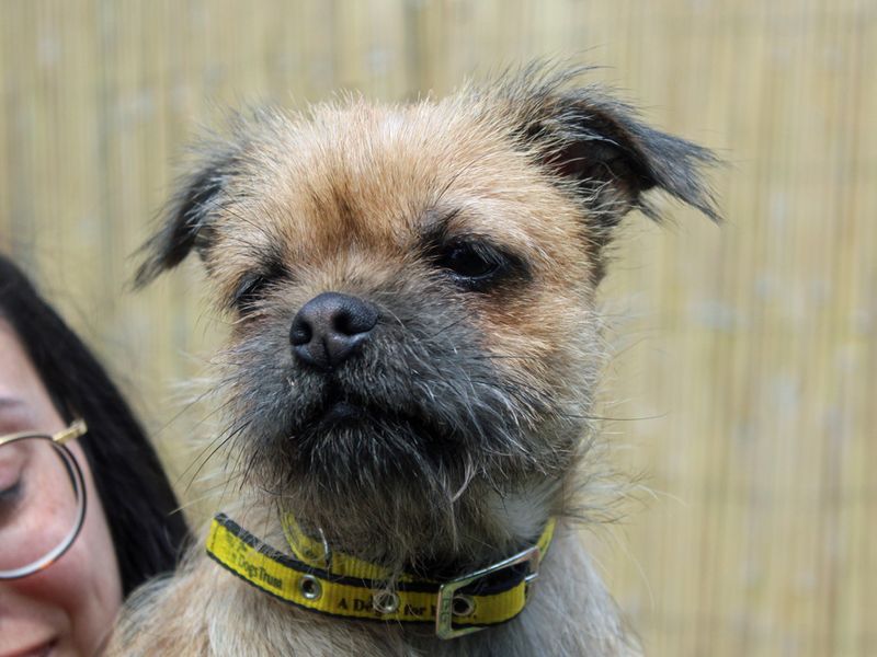 Edwina | Shih Tzu Cross | Merseyside (Liverpool) - 1