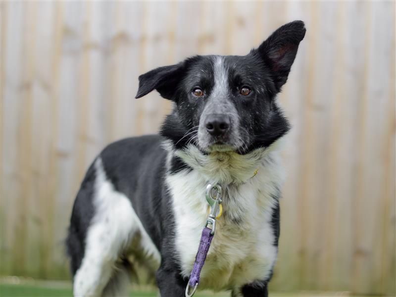 Mousey | Lurcher Cross | Shoreham (Sussex) - 1