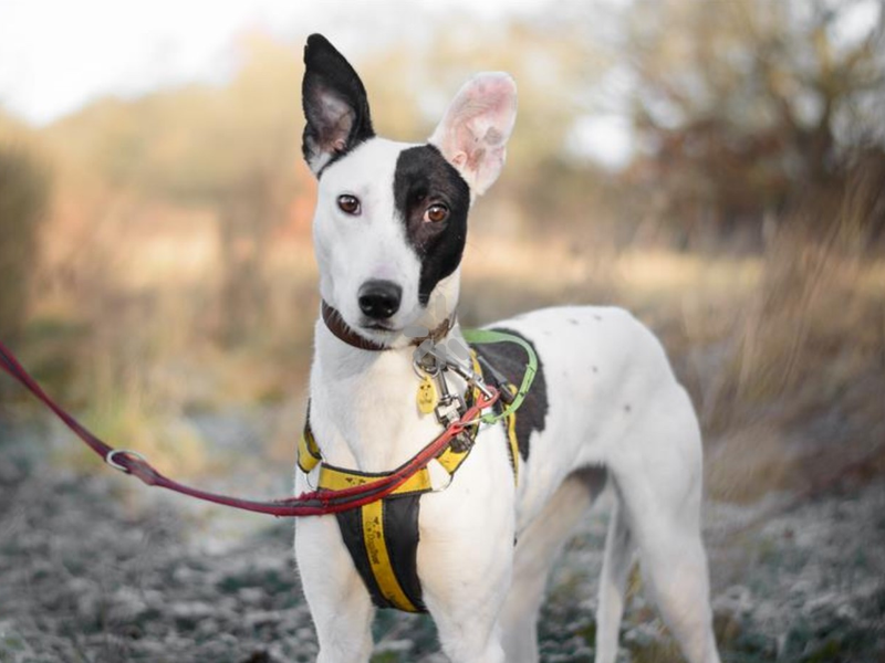 Staffordshire Bull Terrier for adoption in Telford, Shropshire – 7 years old