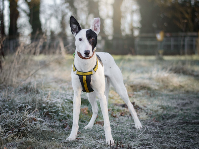 Staffordshire Bull Terrier for adoption in Telford, Shropshire – 7 years old - Image 2 of 2