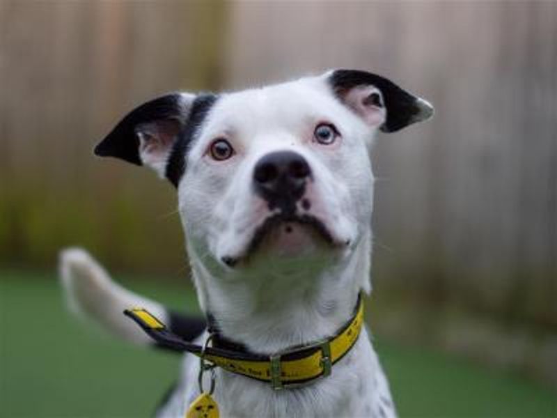Martin | Terrier (Staffordshire Bull) Cross | Shrewsbury (Shropshire) - 1