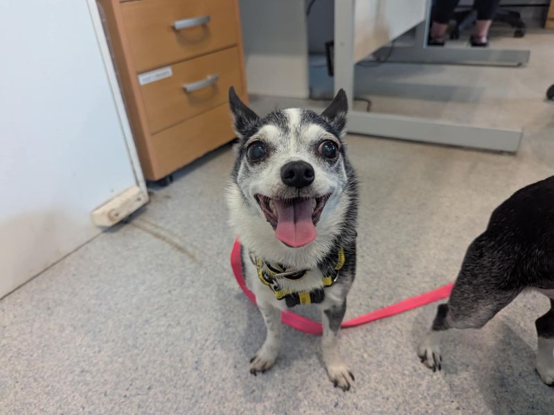 Chihuahua for adoption in Mid Glamorgan, Wales – 10 years old - Image 3 of 3