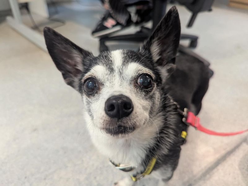 Chihuahua for adoption in Mid Glamorgan, Wales – 10 years old - Image 2 of 3