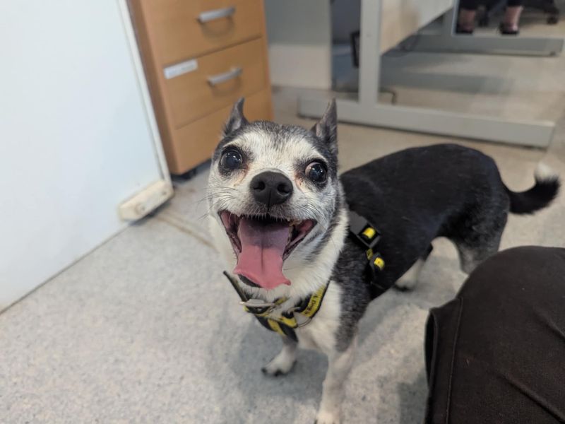 Chihuahua for adoption in Mid Glamorgan, Wales – 9 years old - Image 2 of 2